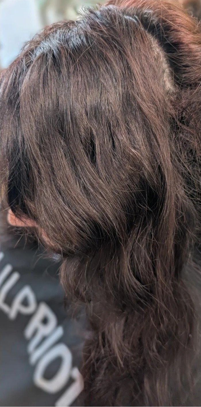 Before: long, deep brunette hair with no lightened pieces, photographed from the side